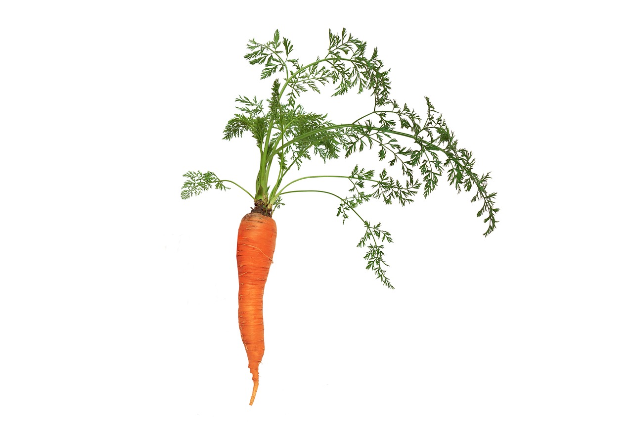 Best Tips for Growing Carrots in Your Garden